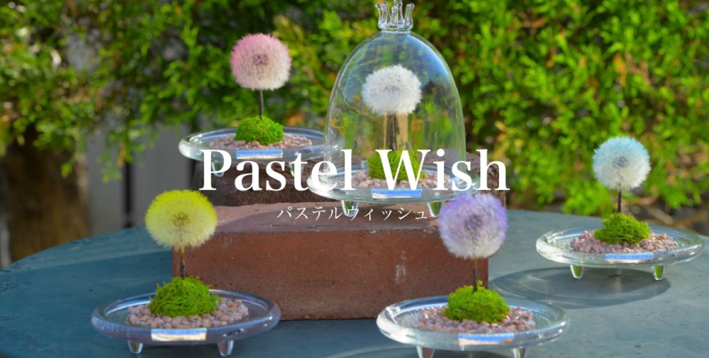 🌼Pastel Wish🌼