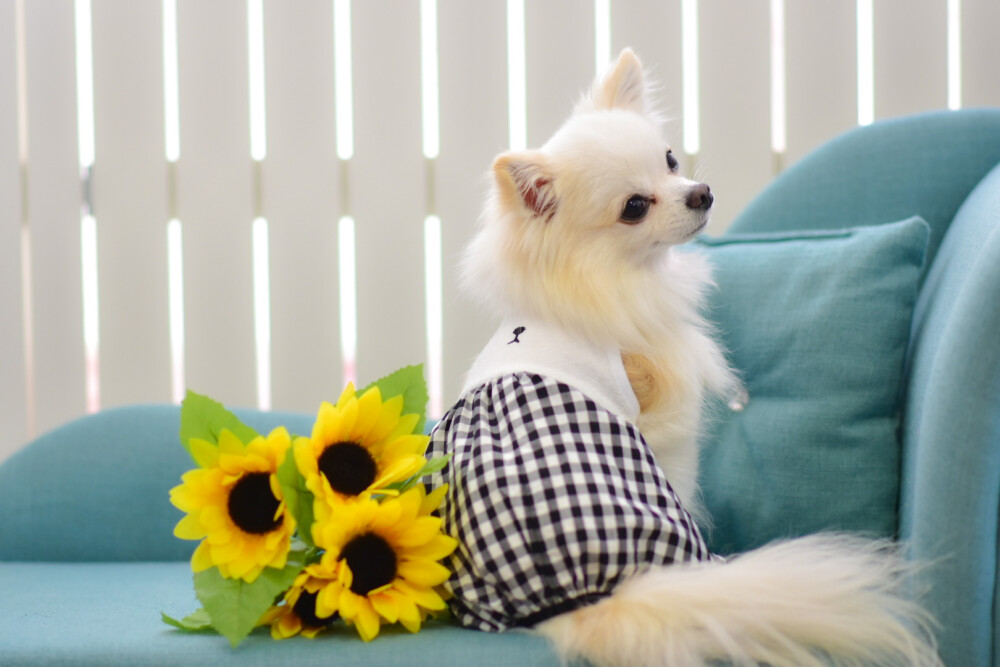 『犬と生活』新作、春夏服のご紹介です♪