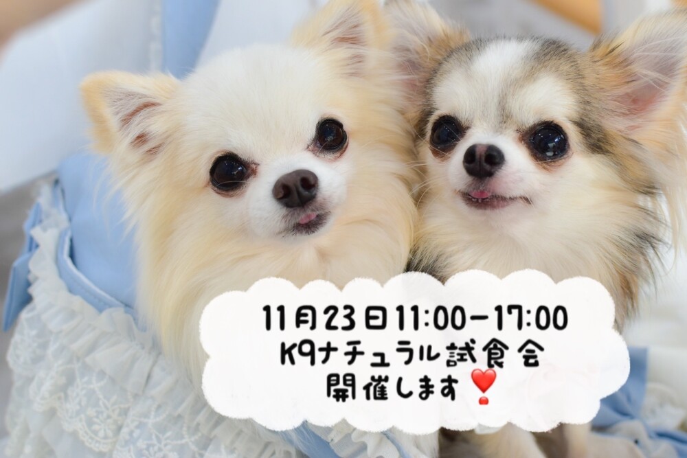 11月23日（祝・木）K9ナチュラルの試食会を開催します❣️