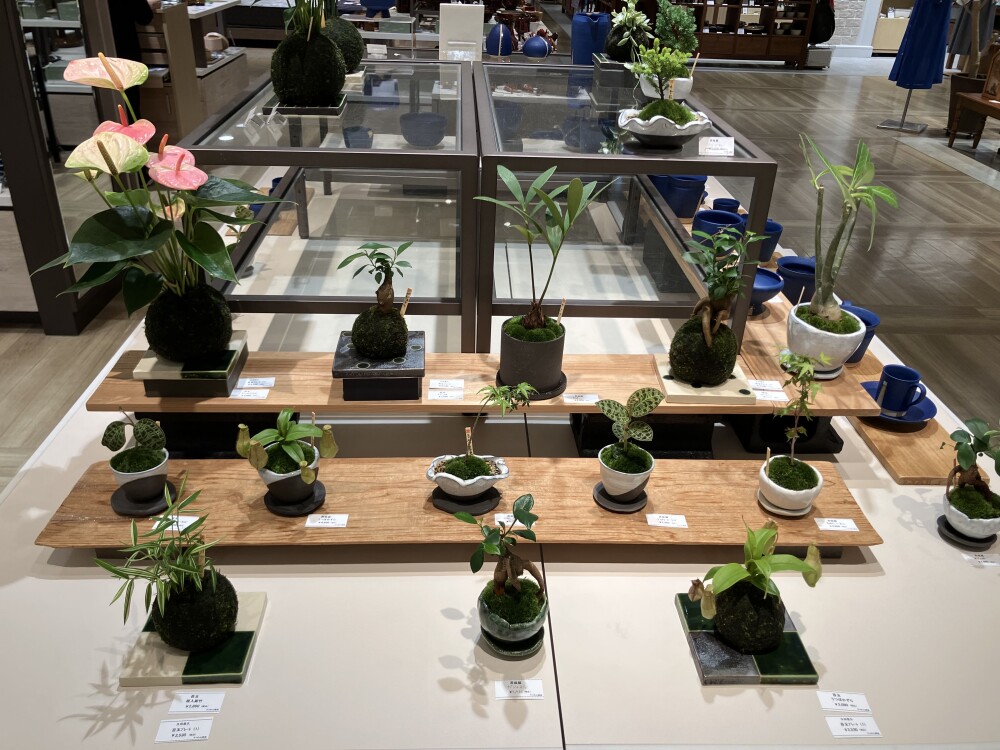 癒しの苔玉