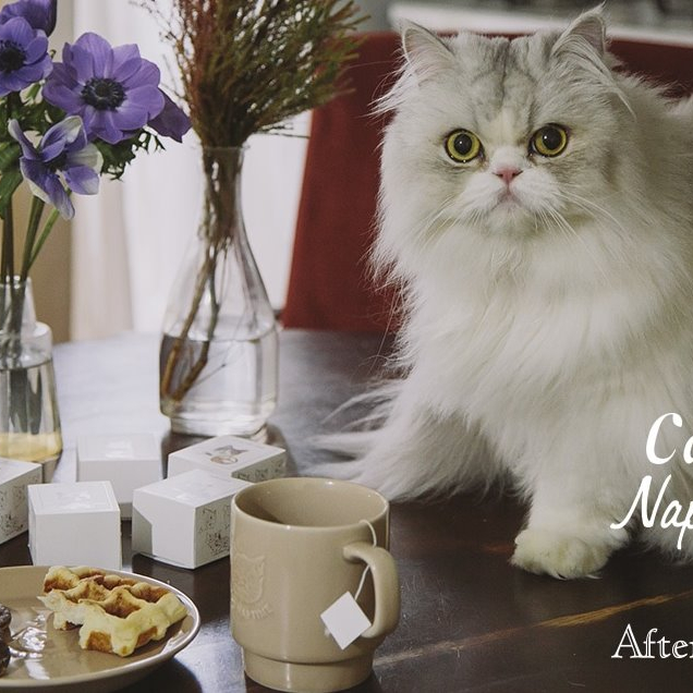 2/15発売！Cat's ISSUEとAfternoon Teaのコラボレーション！