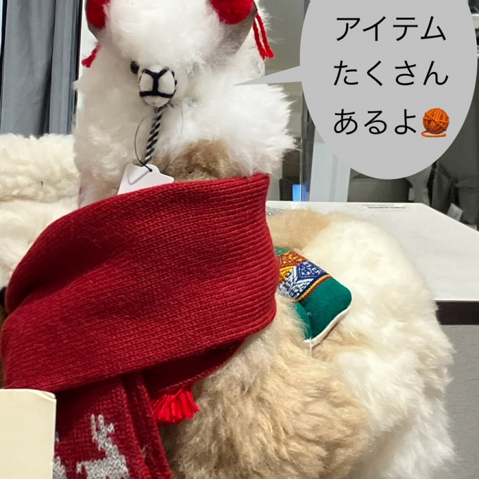【あったかアルパカニット特集】