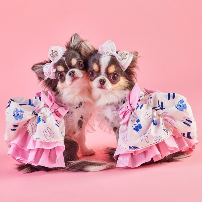 【CandyBuppie 2026 S/S POP-UP SHOP】 