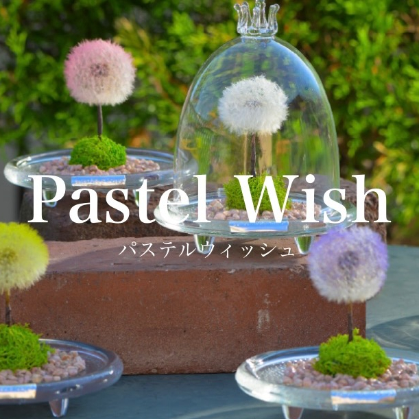 🌼Pastel Wish🌼