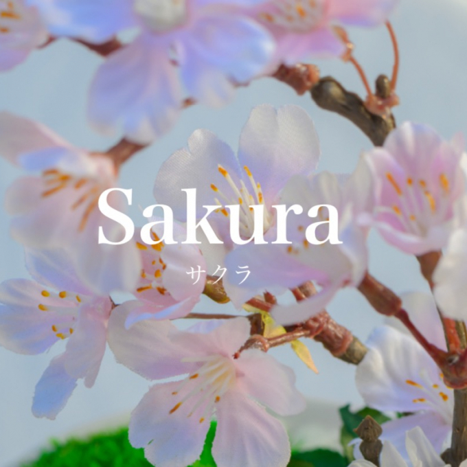 ✨🌸✨Sakura Serene✨🌸✨