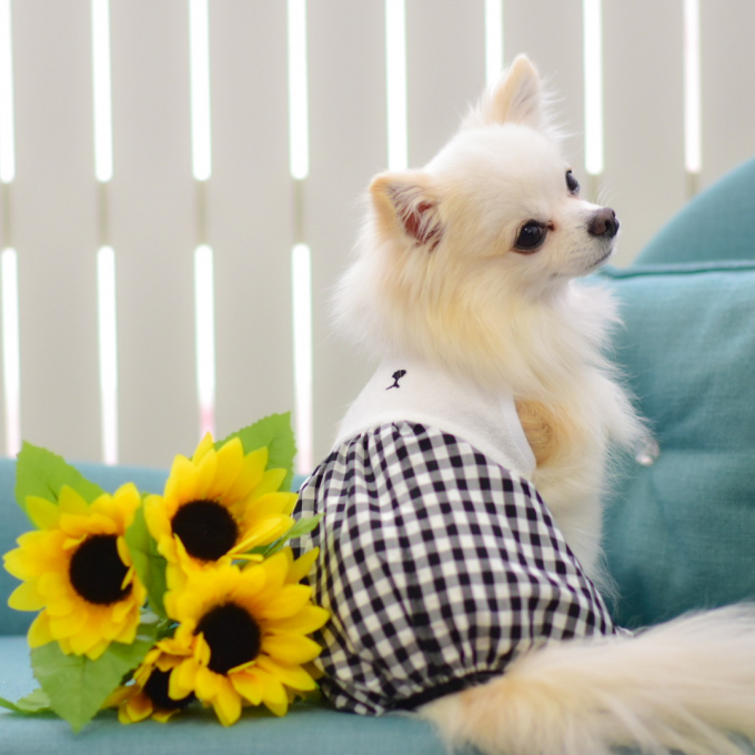 『犬と生活』新作、春夏服のご紹介です♪