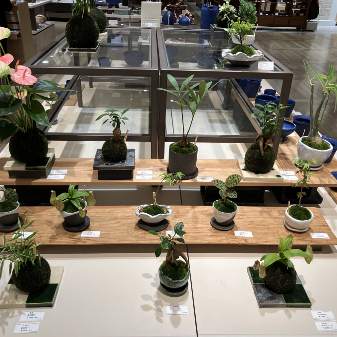 癒しの苔玉