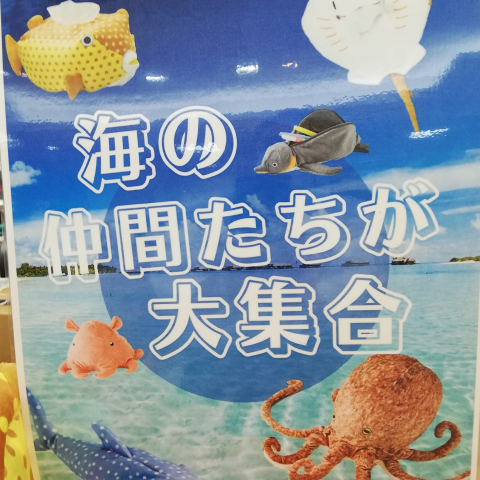 🐙きも可愛い🐙 海の仲間たち | Shimadaya+Plus | 高知大丸公式 SHOP BLOG