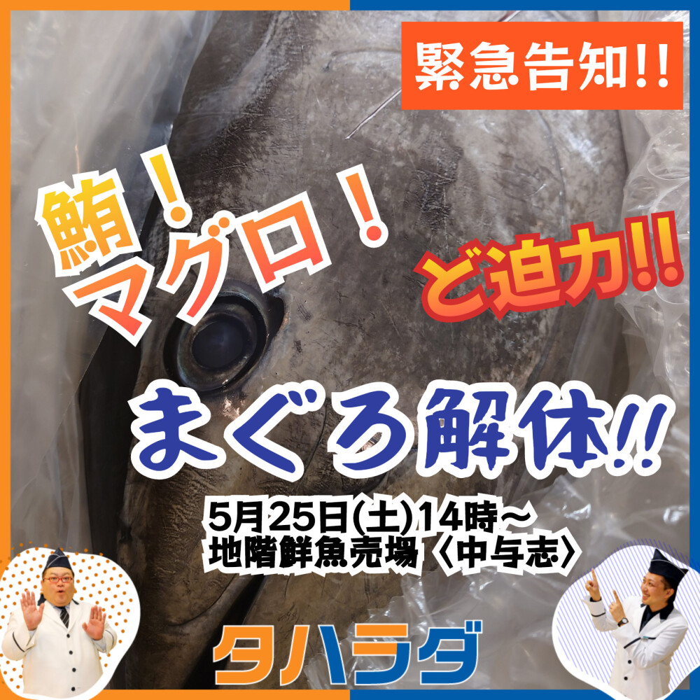 5月25日(土)1日限りのマグロ解体ショー&即売会！