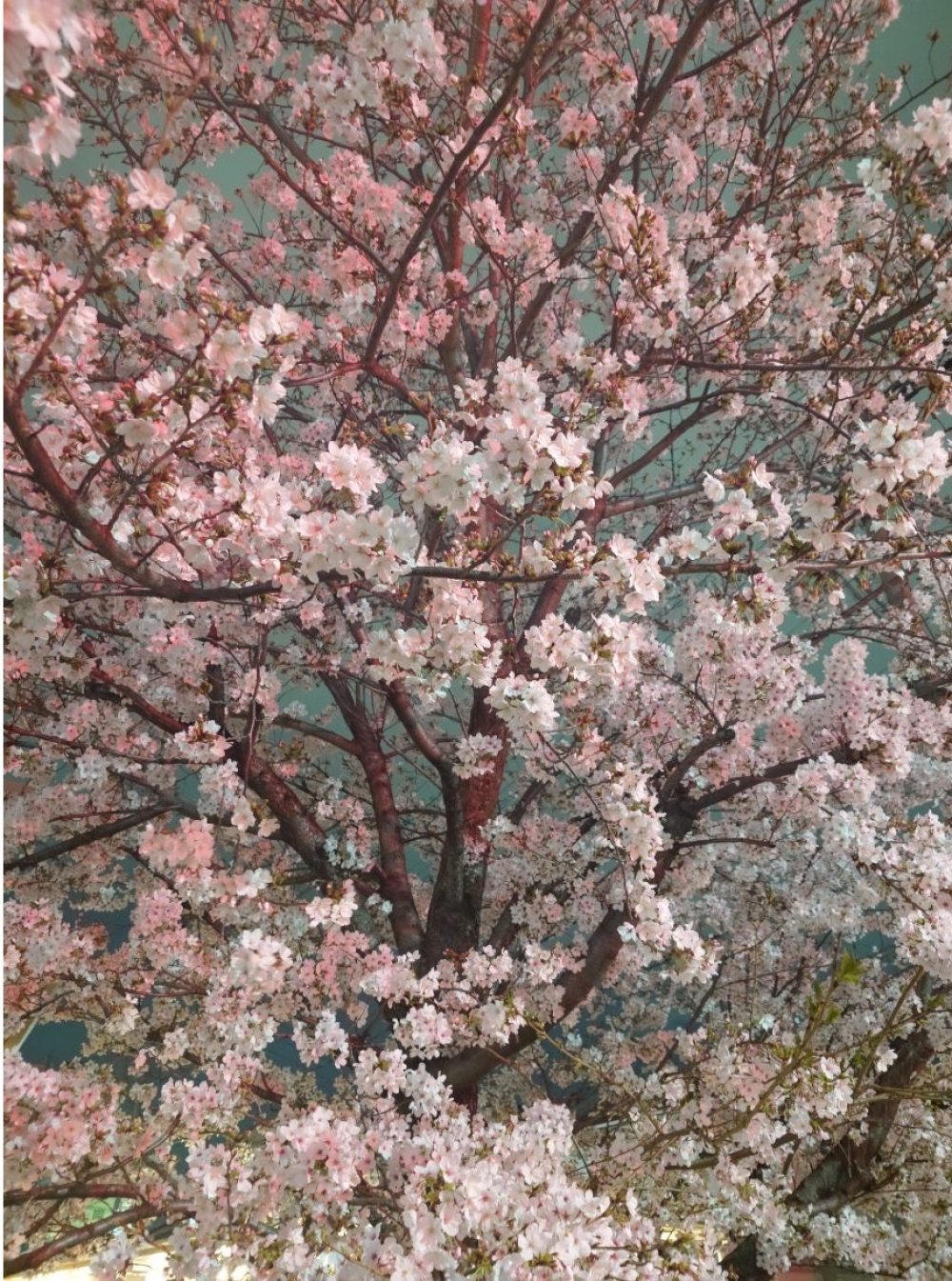 tokimekiの春です🌸