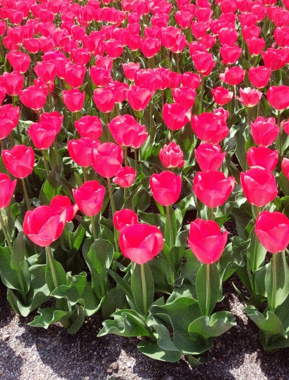 春の花に思いを寄せて🌷花とみどりのギフト券