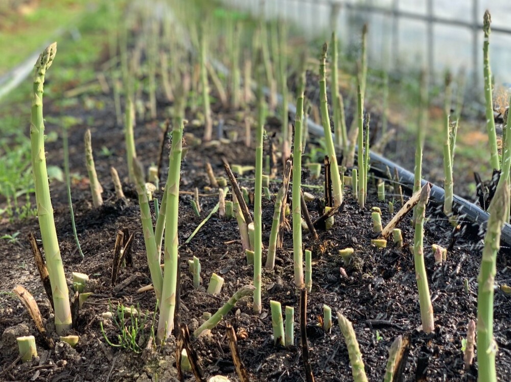 産地直送イベント！！