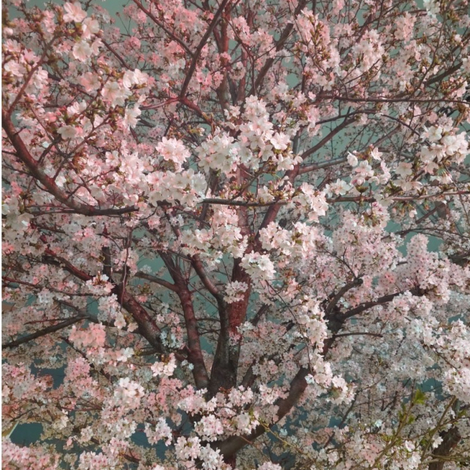 tokimekiの春です🌸
