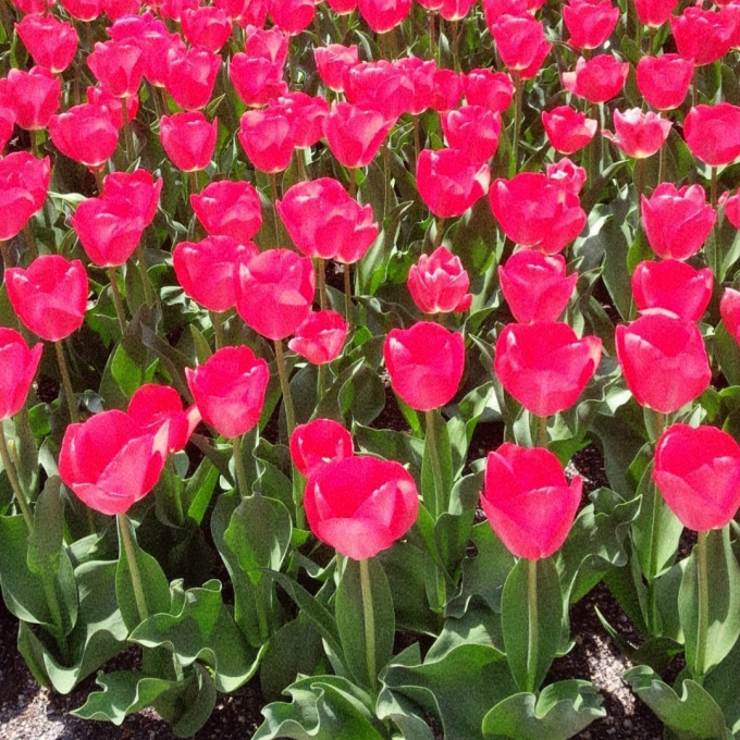 春の花に思いを寄せて🌷花とみどりのギフト券