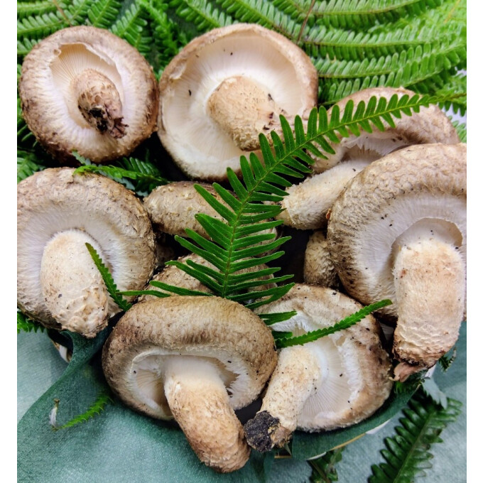 京北の原木椎茸｢京ぽんぽん｣宣伝販売