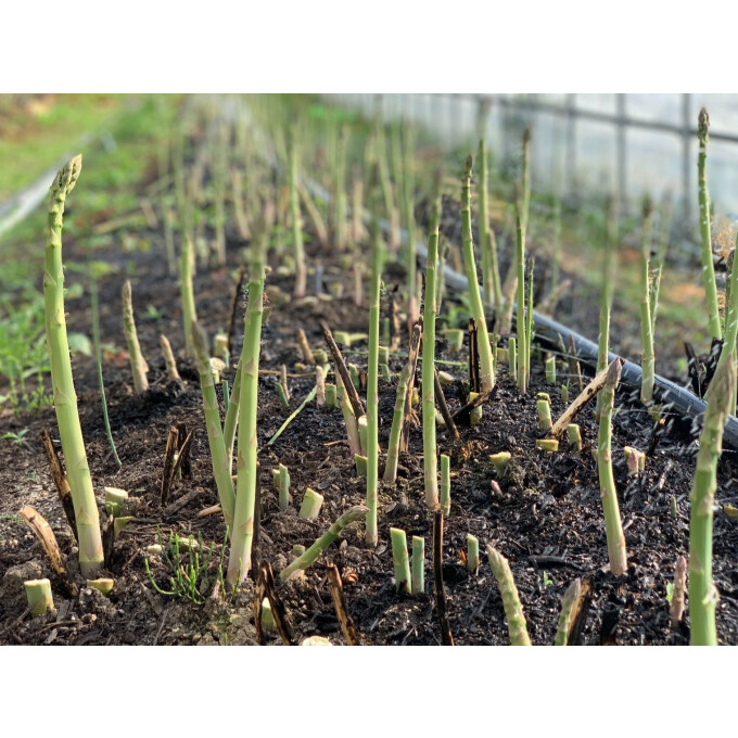 産地直送イベント！！