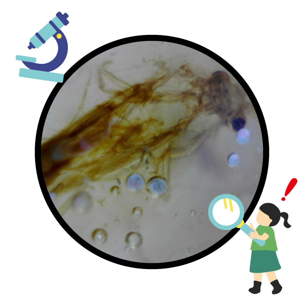 【イベントは終了しました。】太古の世界をのぞいてみよう！ 樹液の化石「コーパル」観察ワークショップ