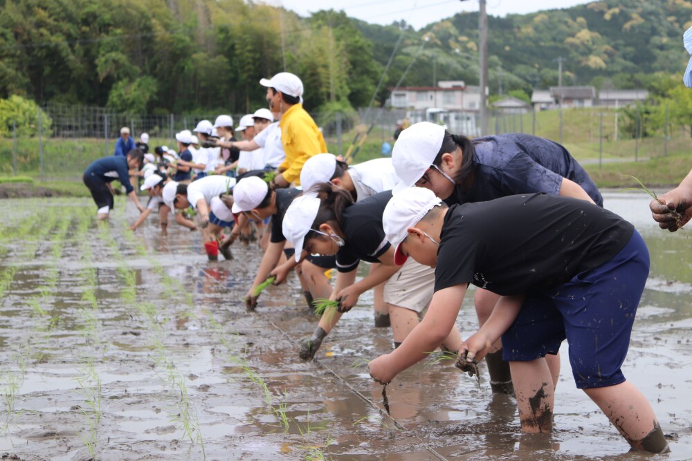 豊富小学校の子どもたちが育てたお米を販売します。
