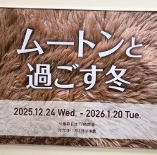 ムートンと過ごす冬
