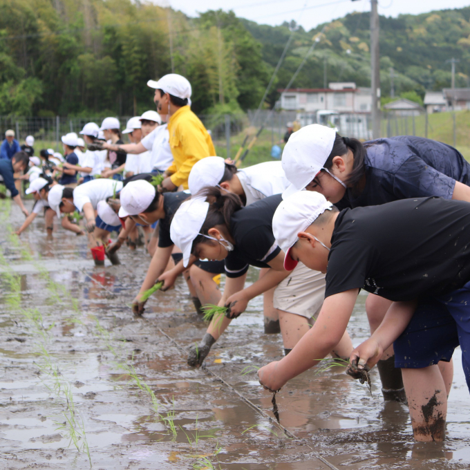 豊富小学校の子どもたちが育てたお米を販売します。