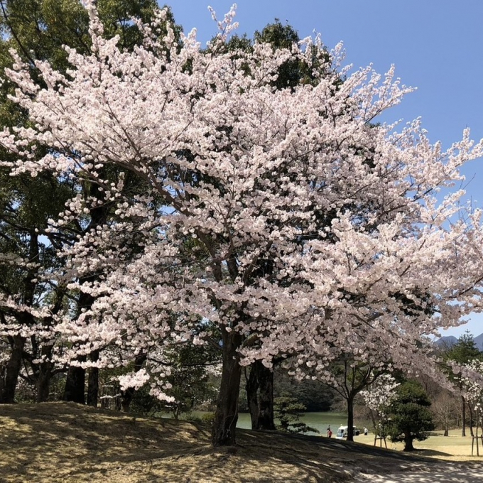 ☆カトレヤデレィスゴルフスクール☆桜のきれいなゴルフ場