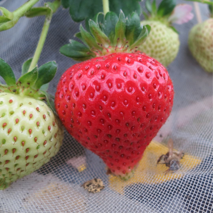 福岡県糸島産　あまおう®︎ジャム