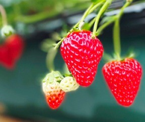 【4月限定】桜えび塩だれ・紅ほっぺいちごジャムのご案内