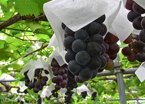 稀少な大粒ぶどう【藤稔】のご紹介🍇