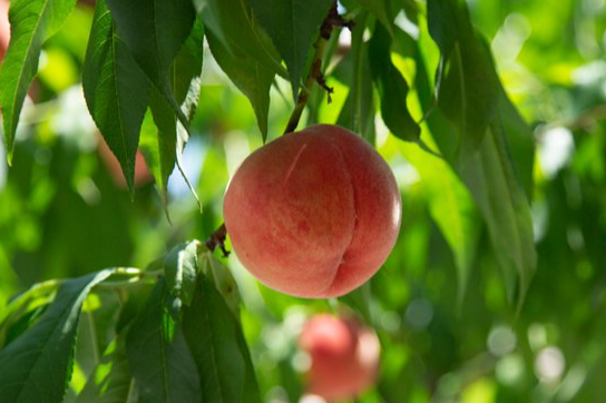 広がる優しい香り【福島の桃ジャム】のご紹介🍑