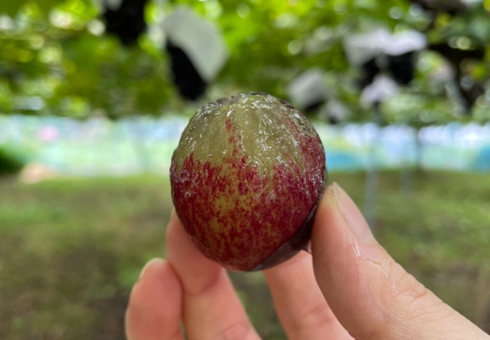【大粒果肉が魅力の黒ぶどう🍇】限定ジャム・ドリンクのご紹介です♪