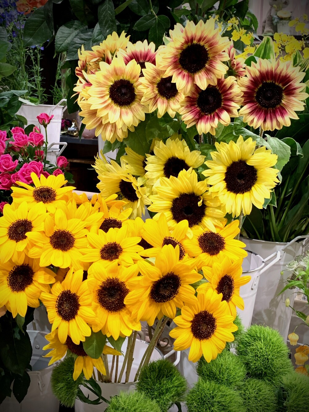 夏の元気をちょこっとプレゼント フィオーレ フェリーチェ 大丸札幌店公式 Shop Blog