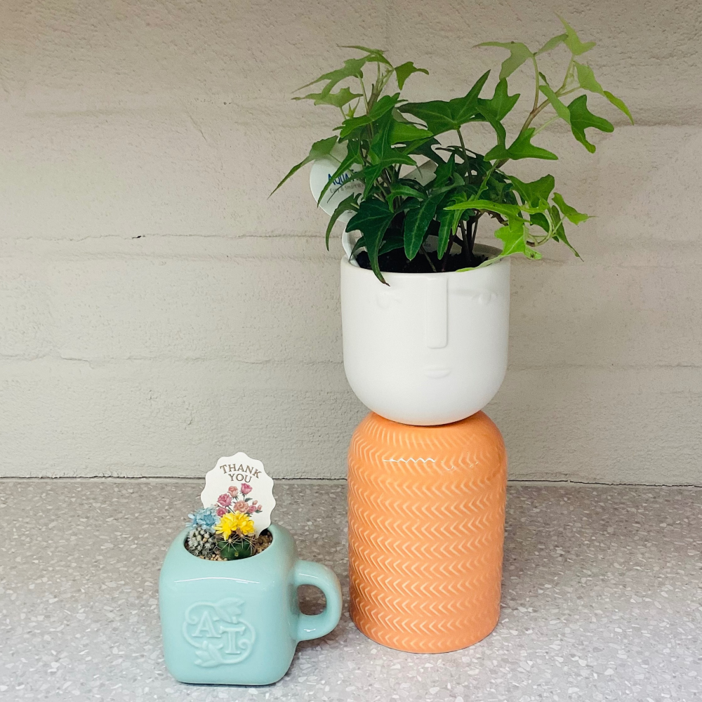 スタッフおすすめの観葉植物🪴