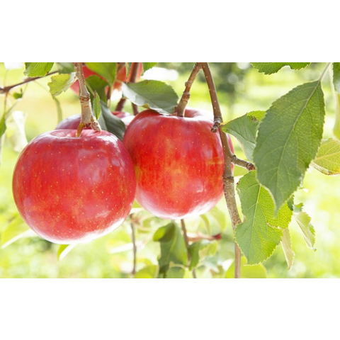 11月限定】紅玉りんごジャム・柚子胡椒ドレッシングのご紹介です