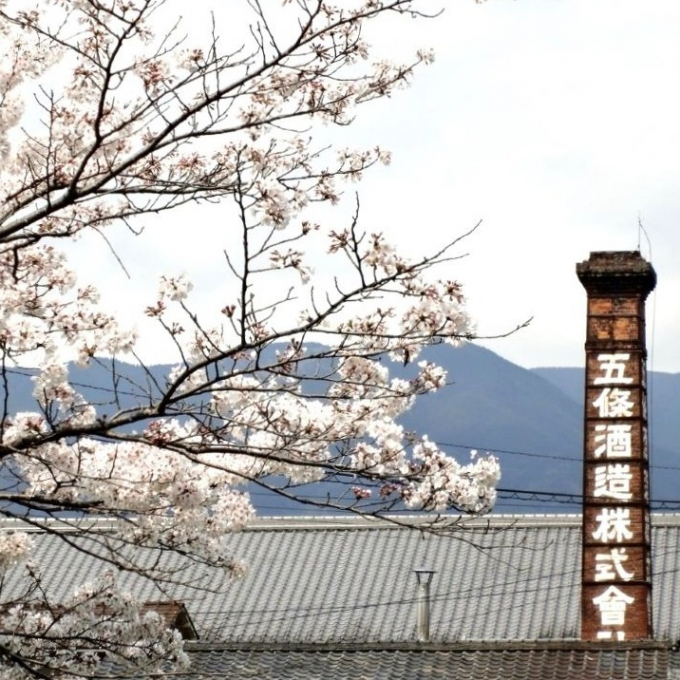 今週の日本酒～金剛山の静冽なお水で醸されたお酒🏔