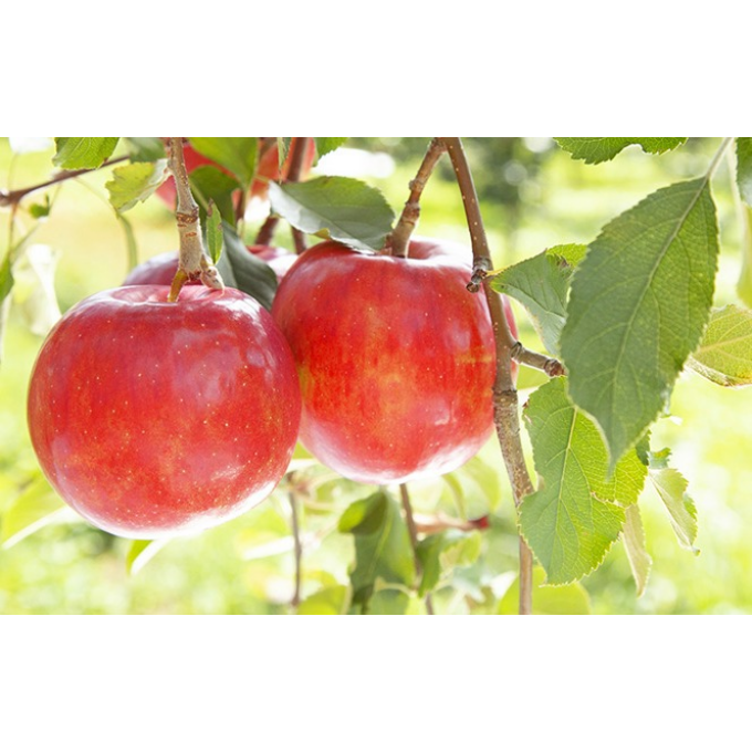 【11月限定】紅玉りんごジャム・柚子胡椒ドレッシングのご紹介です♪