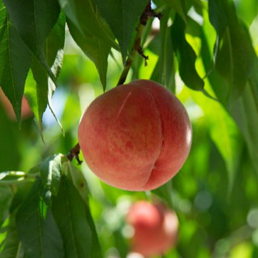 広がる優しい香り【福島の桃ジャム】のご紹介🍑
