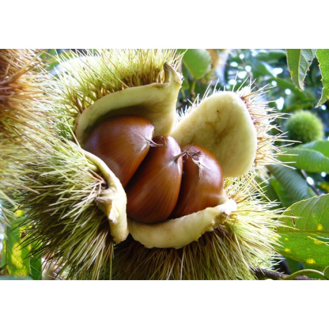 和が香る秋の濃厚ジャムが登場!🌰【かぼちゃ・栗】