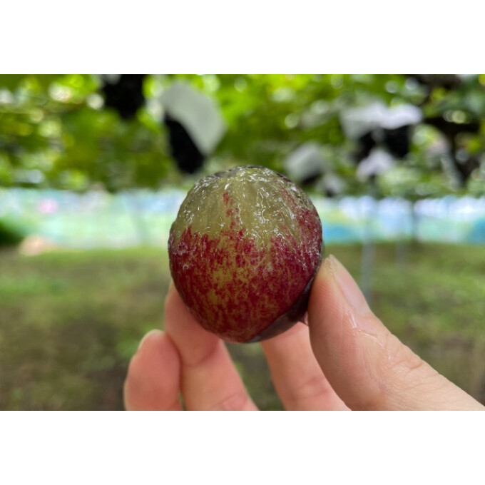 【大粒果肉が魅力の黒ぶどう🍇】限定ジャム・ドリンクのご紹介です♪