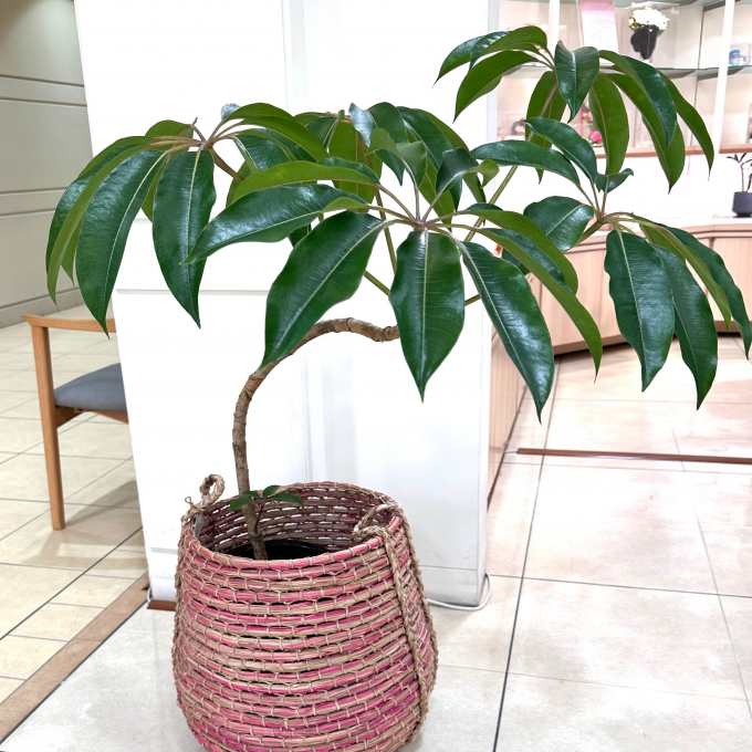 アジアンテイストの観葉植物🪴