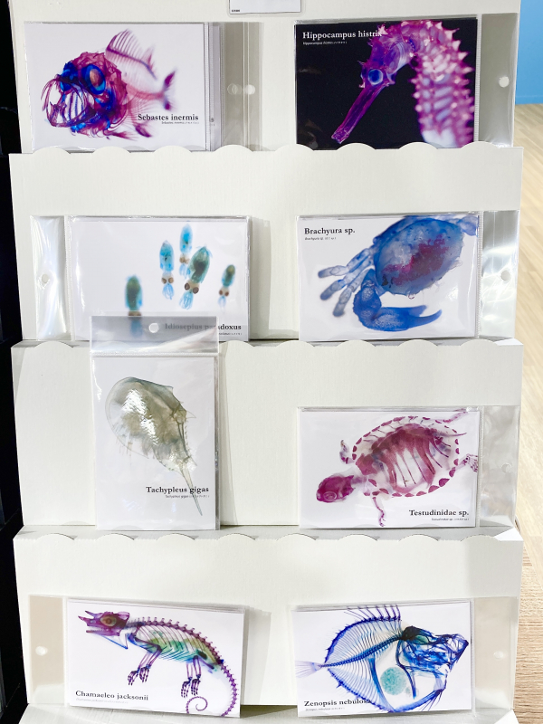 美しい透明標本🐟✨ | ココアクア | 松坂屋静岡店公式 SHOP BLOG