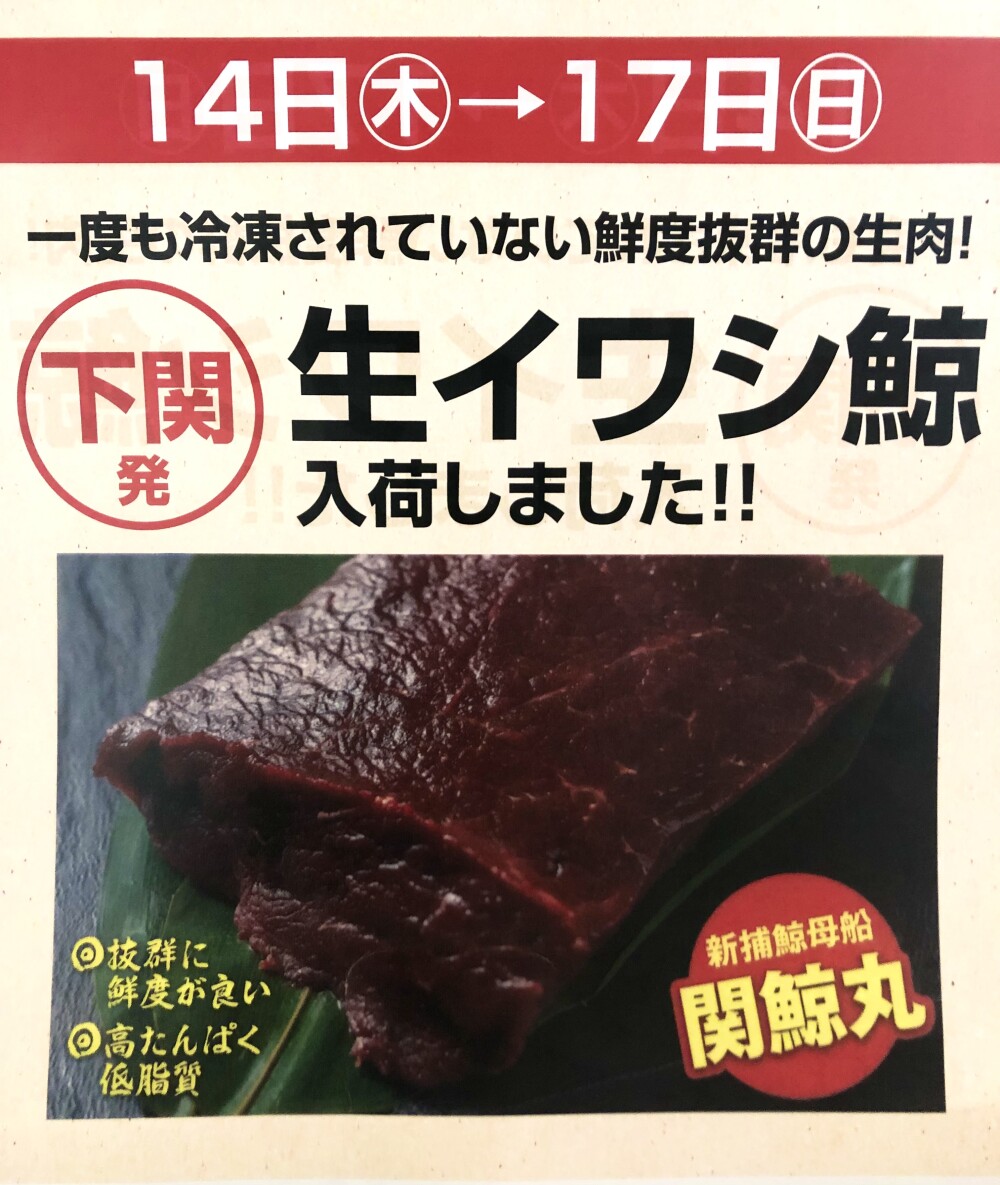 希少！鮮度が違う！【生イワシ鯨肉】入荷！