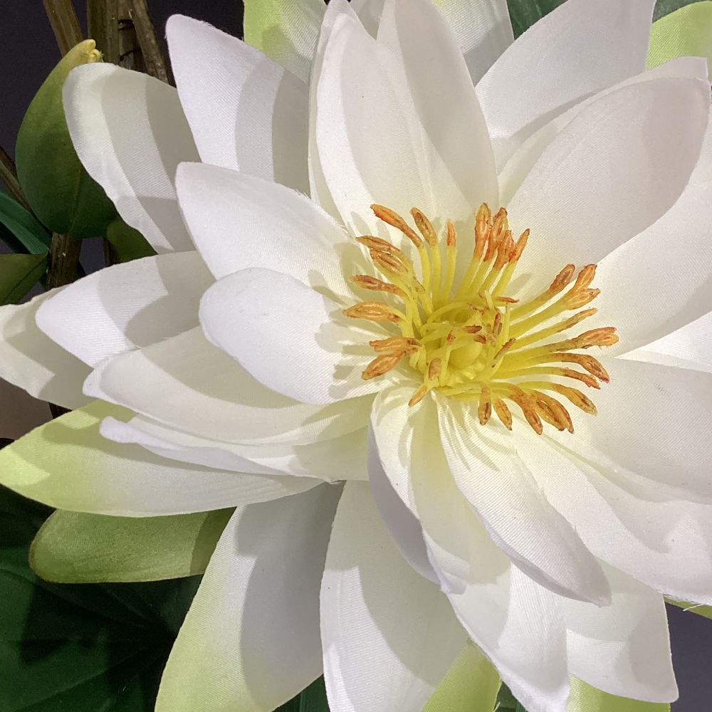 神秘的で神聖な花　蓮