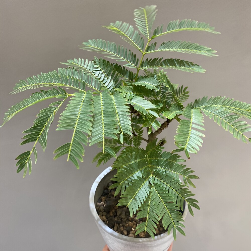 エバーフレッシュ 花 ピンク エバーフレッシュ 花 ピンク