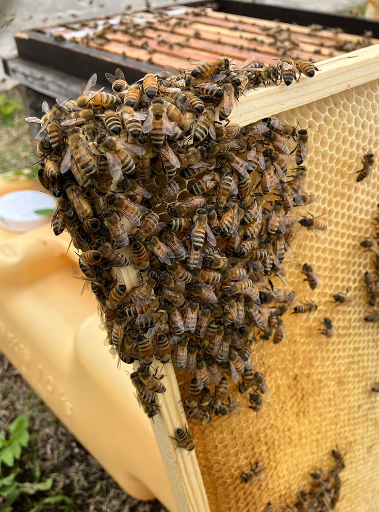 「雨あがりの朝、みつばちたちも少しご機嫌ななめ😢」