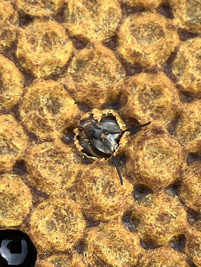 「神秘的な生命の誕生を、どうぞご堪能あれ！」