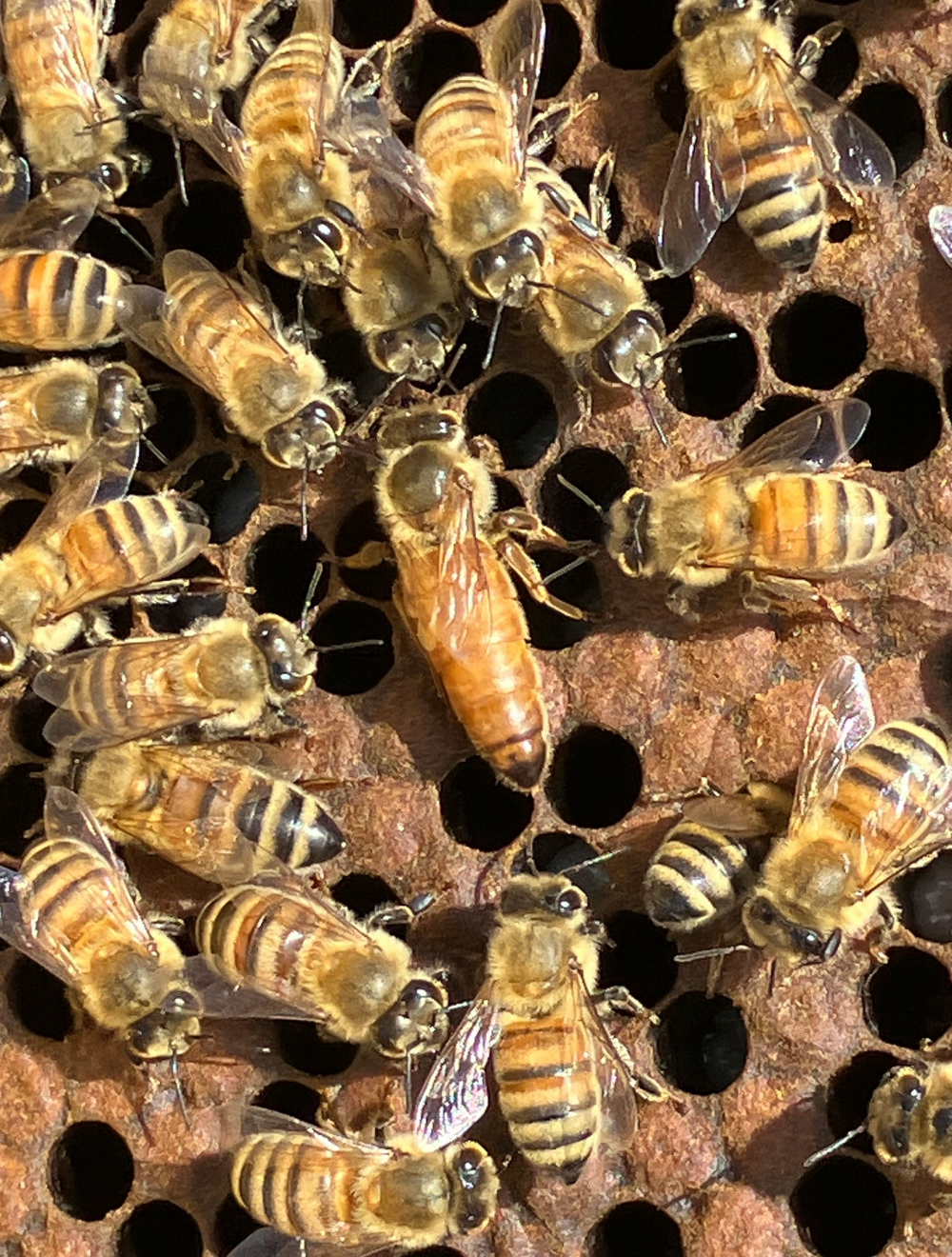 そーです！わたしが女王バチです！