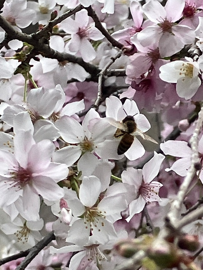 今年も大丸桜に屋上みつばちがやってきた！
