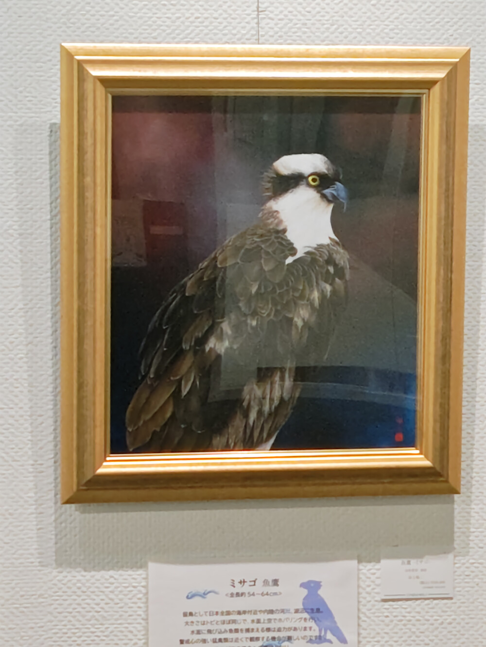 「 谷上裕二　油彩画展　-鳥とともに、自然とともに- 」開催中