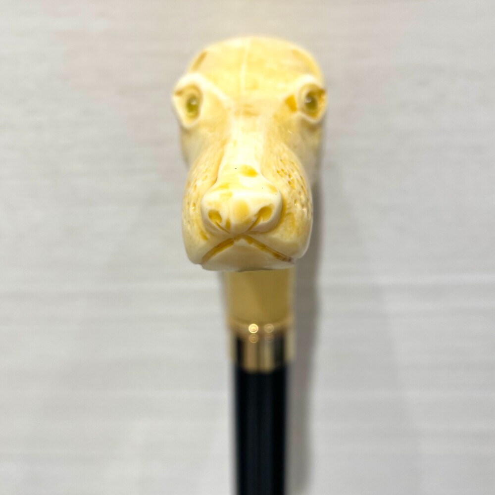 かわいいお顔をしています🐾