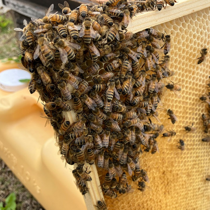 「雨あがりの朝、みつばちたちも少しご機嫌ななめ😢」